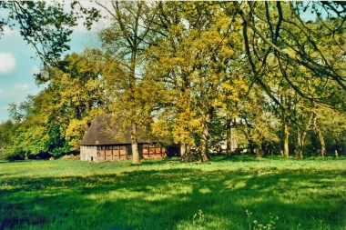 Bruns (1)