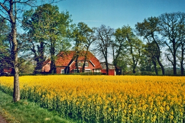 Bruns (2)