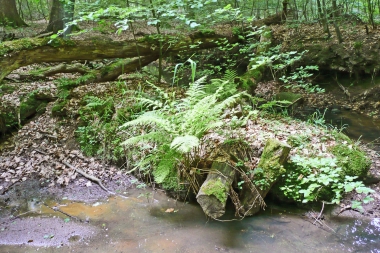 2009 Waldführung mit Wiedenroth 6.Juni (6)