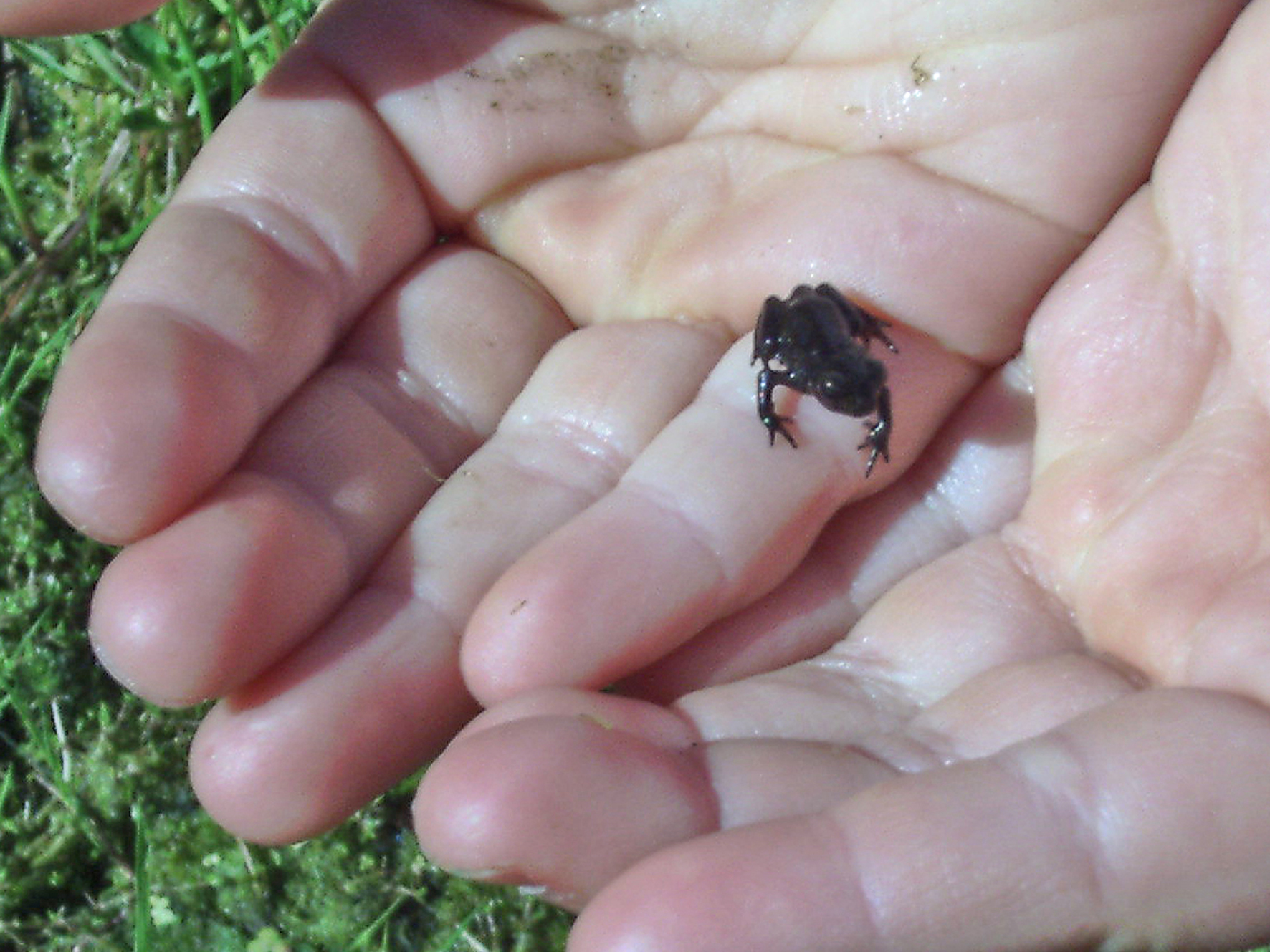 sie diesen kleinen Frosch “süß” und nicht eklig finden