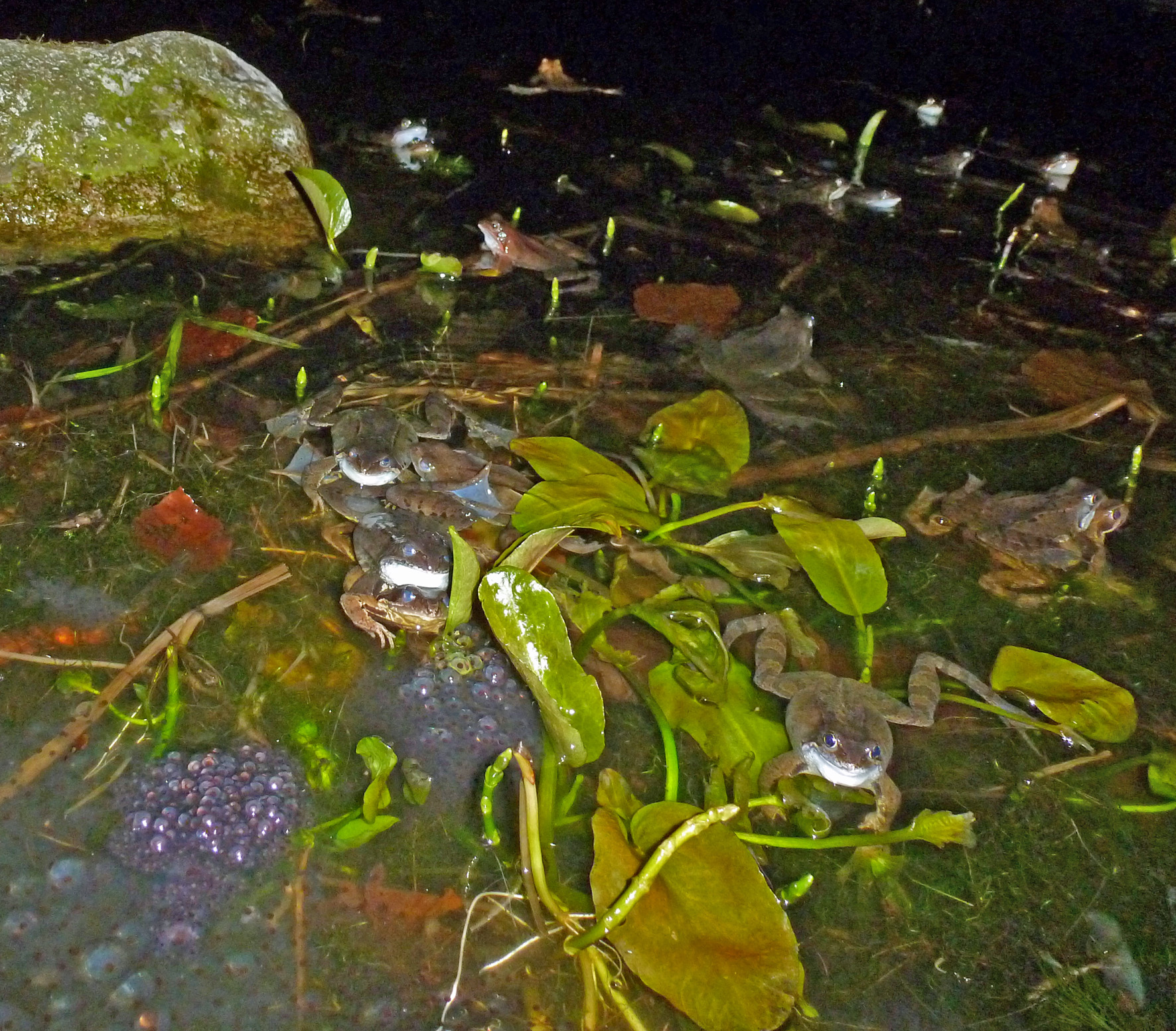 Amphibien (5) Grasfrosch