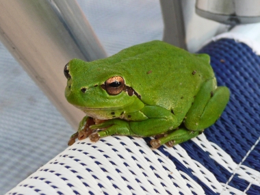Amphibien (11) Laubfrosch