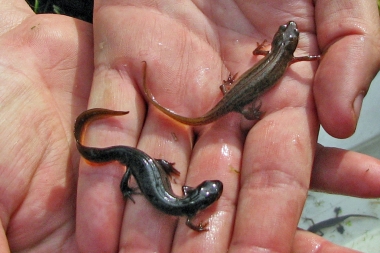 Amphibien (12)