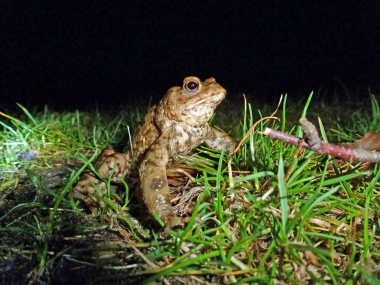 Amphibien (4) Erdkröten
