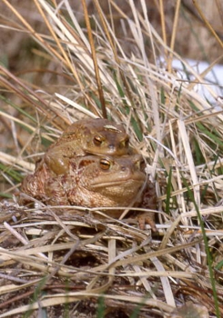 Amphibien (6) Erdkröten