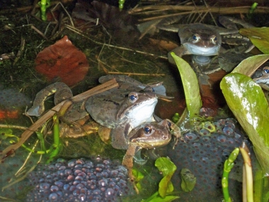 Amphibien (7) Grasfrosch