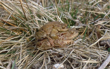 Amphibien (8) Erdkröten
