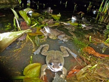 Amphibien (9) Grasfrosch