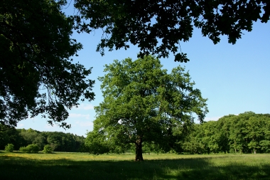 0006IMG_0294