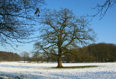 0009IMG_2221