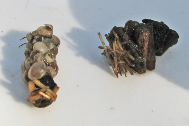 Köcherfliegenlarven 1
