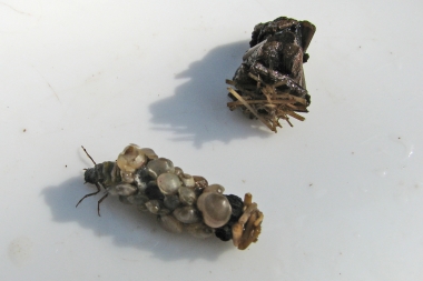 Köcherfliegenlarven 2