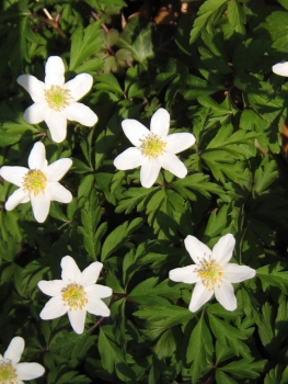 Buschwindröschen, Anemone nemorosa