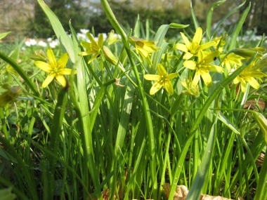 Gelbstern oder auch Gemeiner Goldstern; Gagea lutea