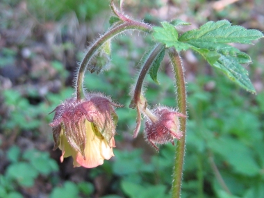 Bachnelkenwurz, Geum rivale