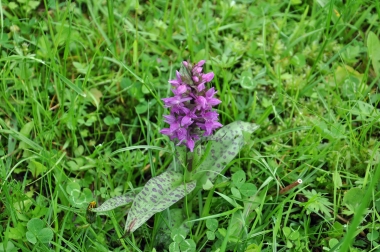 geflecktes Knabenkraut, Dactylorhiza maculata