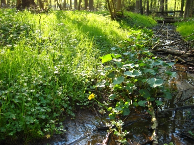Lamckens Busch mit Sumpfdotterblume, Caltha palustris