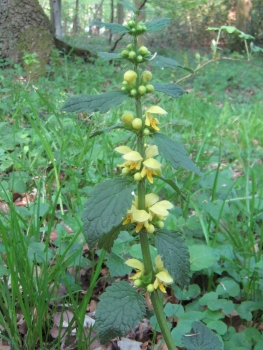 Gold-Taubnessel, Lamium galeobdolon