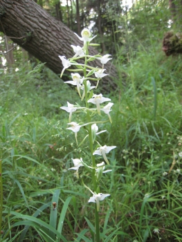 Waldhyazinthe, Platanthera bifolia