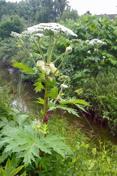 Herkulesstaude Ihletal (2)