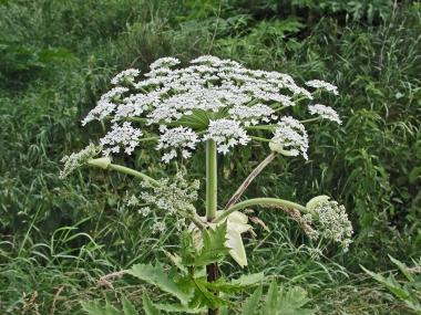 Herkulesstaude Ihletal (3)