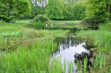 2013 Biotop Löhnhorst Teich 1