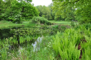 2013 Biotop Löhnhorst Teich 3