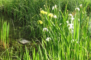 2014 Biotop Löhnhorst Schwertlilie