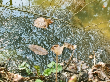Froschlaich Thür. Weg 07